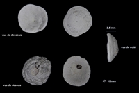 Lunulites conica